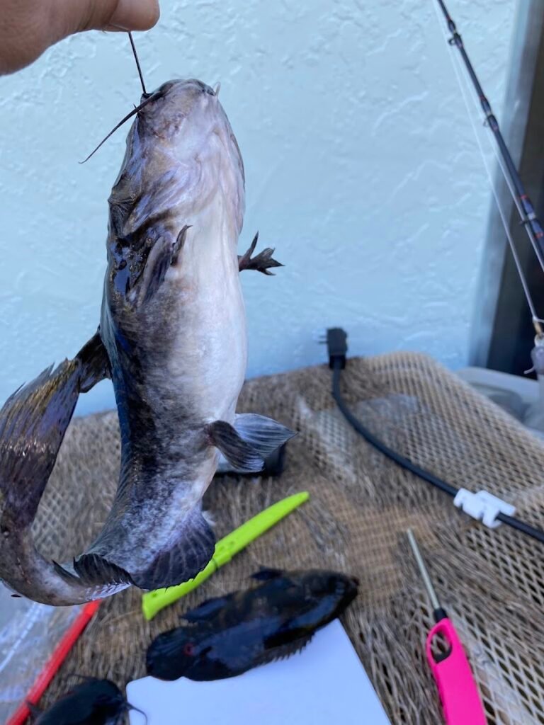 Davie,FL Freshwater Fishing Guide