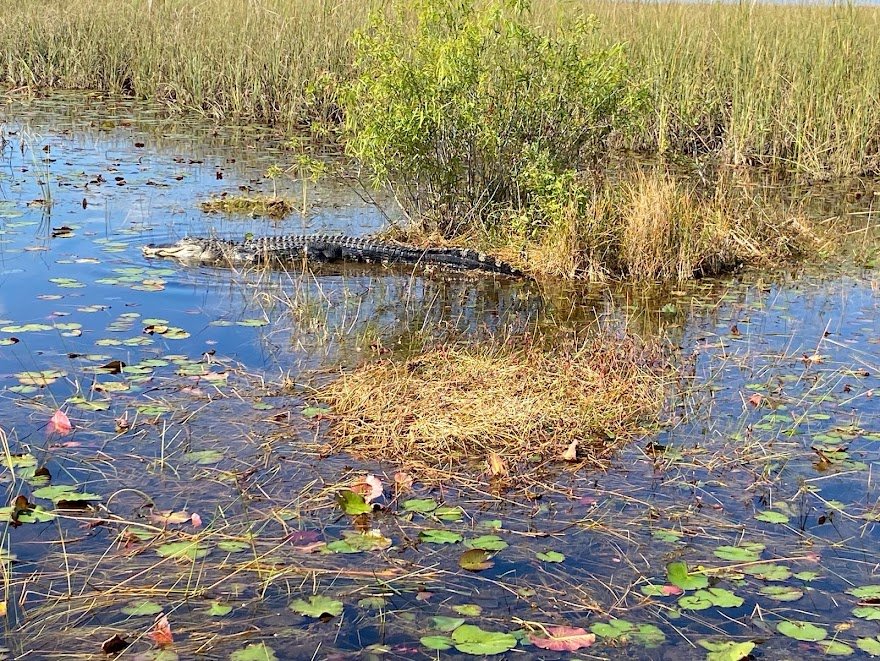 Air Boat Tours Davie, FL