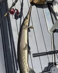 Davie,FL Freshwater Fishing Guide